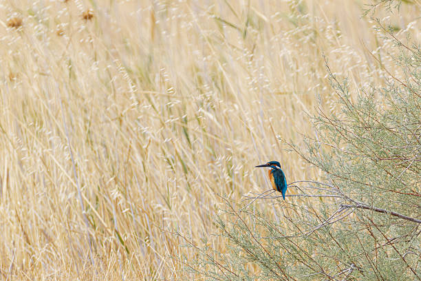 kingfisher slamming a fish against its perch