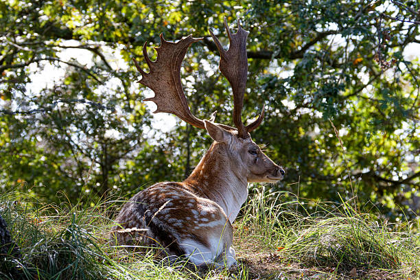 A fallow deer with large antlers resting in a forest clearing.