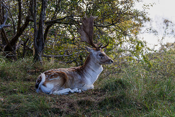 istock A majestic deer with large antlers resting in a forest clearing. 2240958852