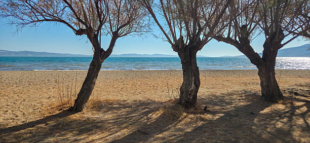 istock Three trees casting shadows on a sandy beach by a calm sea. 2240958903