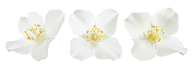 istock Fragrant jasmine flowers isolated on white, set 2240959069