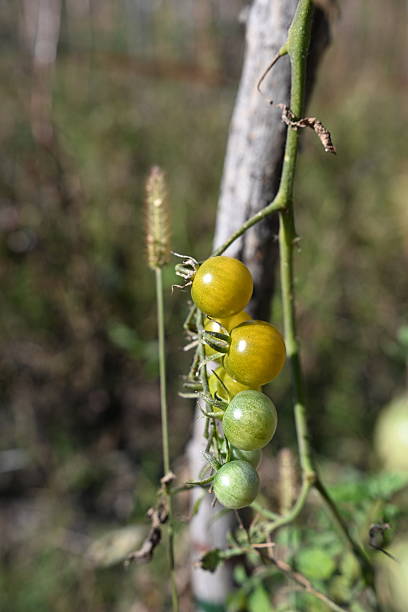Yellow Tomatoes on the Vine in a Field, Farm-to-Table Concept