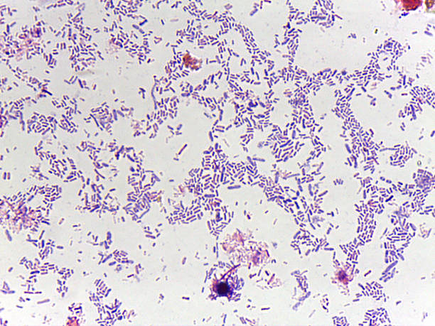 istock Microscopic view of bacteria with purple staining 2240960097