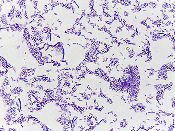 istock Microscopic view of purple-stained bacterial colonies 2240960241