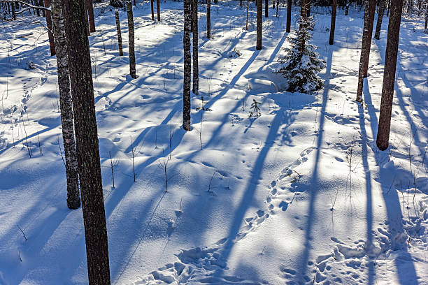 Deep snowdrifts are dotted with the tracks of forest animals. Polar forest covered in New Year's snow. Magical northern land. Sunset in Lapland.
