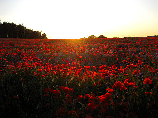 istock Before dusk in the poppy field 2240963026