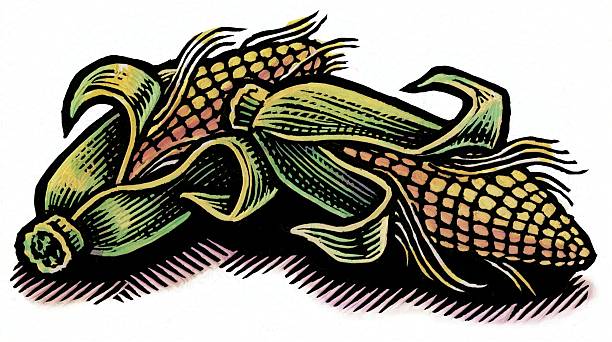 spot illustration of two cobs of corn on the cob