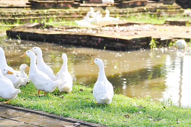 istock duck or ducks on the farm , farm animal 2240963553