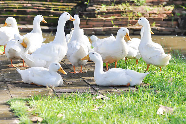 istock duck or ducks on the farm , farm animal 2240963581