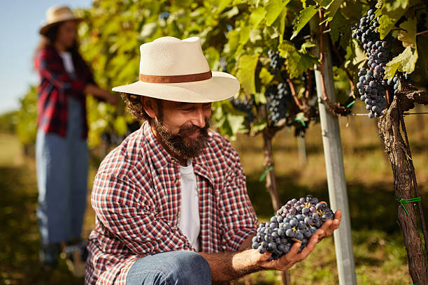 istock Winemaker inspecting ripe grapes in sunny vineyard with partner 2240964359
