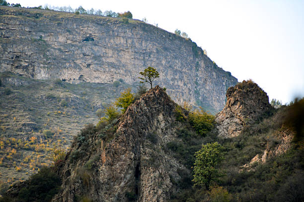 Lone Pine Tree on a Rock in a National Park in Greece