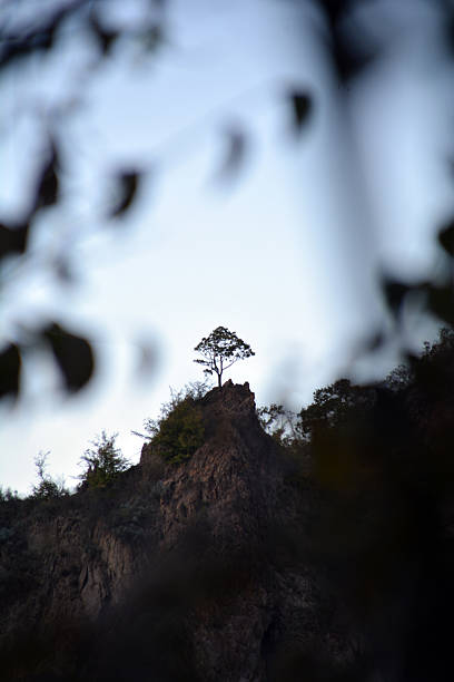 A lonely tree on a mountaintop. A tree on a cliff. A beautiful natural landscape with high mountains and a tree. A beautiful tree. Mystical forest