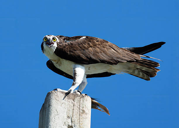 istock Osprey Stands Vigilant on Pole Top 2240964622