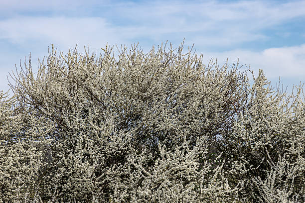 A Prunus Spinosa, commonly known as blackthorn, on an early spring day in Sussex