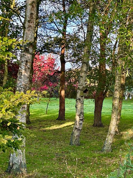 istock A serene woodland scene featuring birch and other trees in a green forest setting. Sunlight filters through the leaves, casting dappled light on the grass, evoking calm, nature, and peaceful solitude. 2240965327