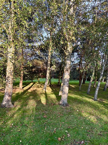 istock A serene woodland scene featuring birch and other trees in a green forest setting. Sunlight filters through the leaves, casting dappled light on the grass, evoking calm, nature, and peaceful solitude. 2240965351