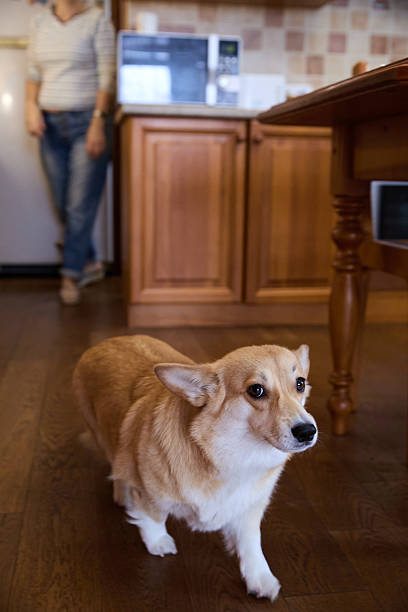 istock Corgi Dog Relaxing On Floor in Kitchen 2240965672