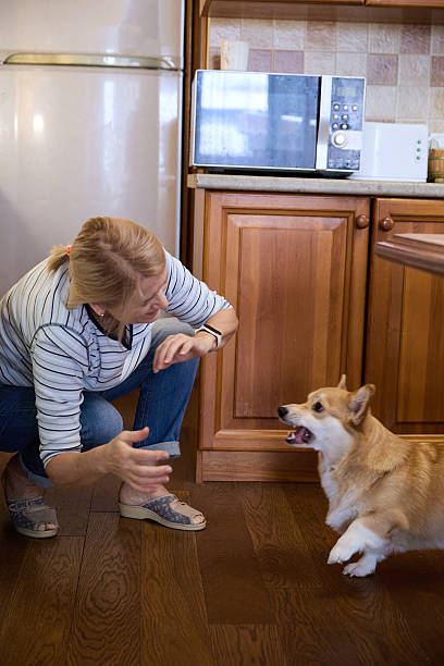 istock Senior Woman Playing With Corgi Dog in Kitchen 2240965749