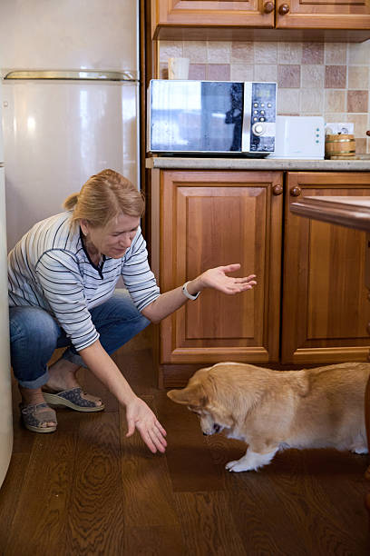istock Senior Woman Playing With Corgi Dog in Kitchen 2240965765