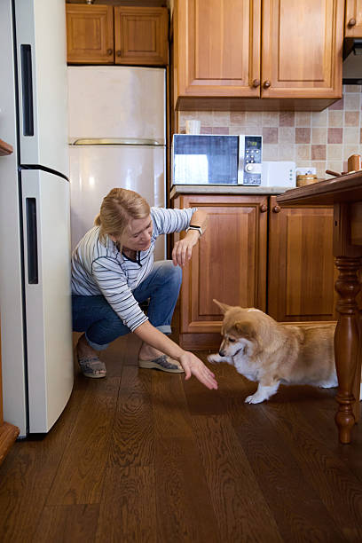 istock Senior Woman Playing With Corgi Dog in Kitchen 2240965778