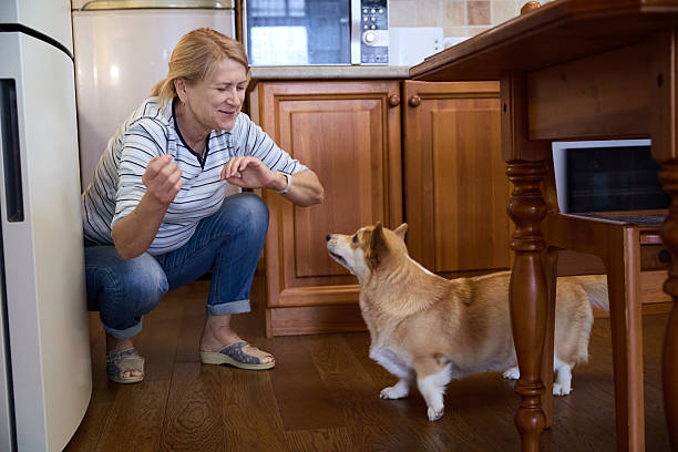 istock Senior Woman Playing With Corgi Dog in Kitchen 2240965906
