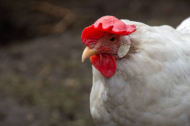 istock White leghorn hen in close-up 2240965908