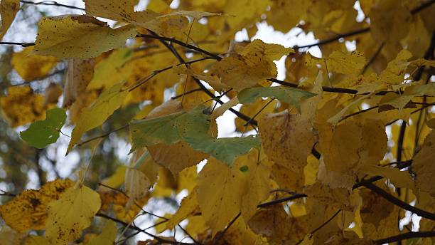 istock Bright Yellow Leaves of Maple Tree Against Overcast Sky 2240966374