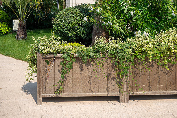 Long planter box with ivy and variegated shrubs beside paved walkway. Landscape design for urban park or yard area. Real photo.