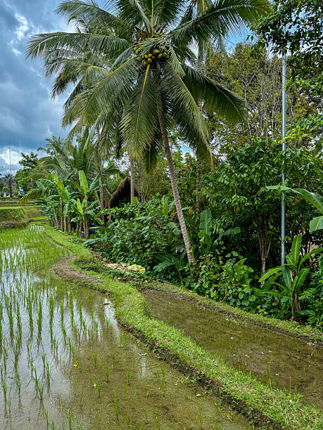 istock Rice Terrace Bali, Indonesia 2240970791