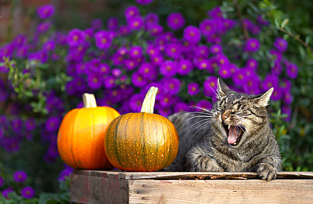 Cute tabby short hair cat yawns and makes a funny face