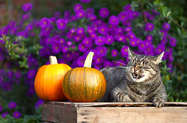 Cute tabby short hair cat yawns and makes a funny face