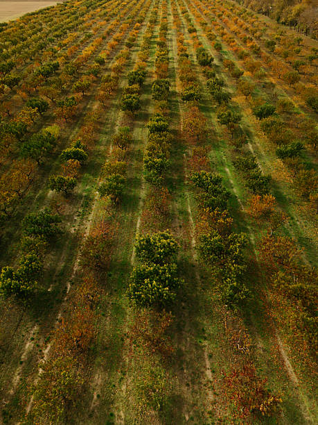 A stunning aerial view showcasing a vibrant, colorful orchard during the beautiful autumn season