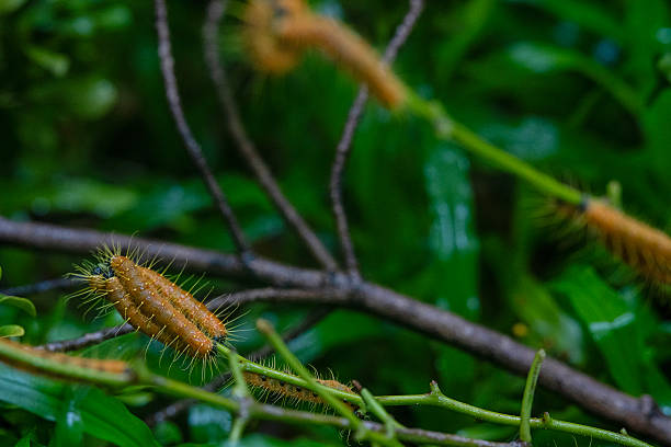 Hairy caterpillars are eating leaf and walking on the tree.  Past, nature, environment.