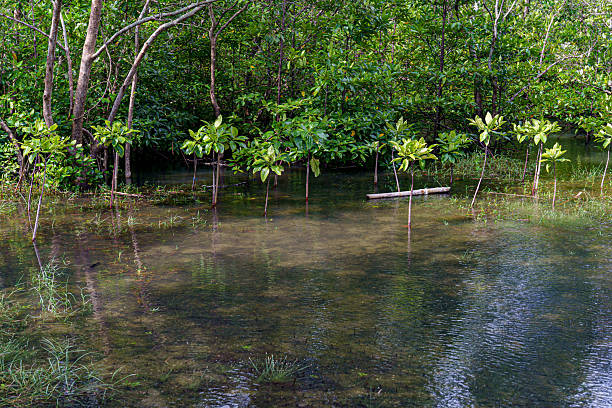 motion sea water with mangrove tree