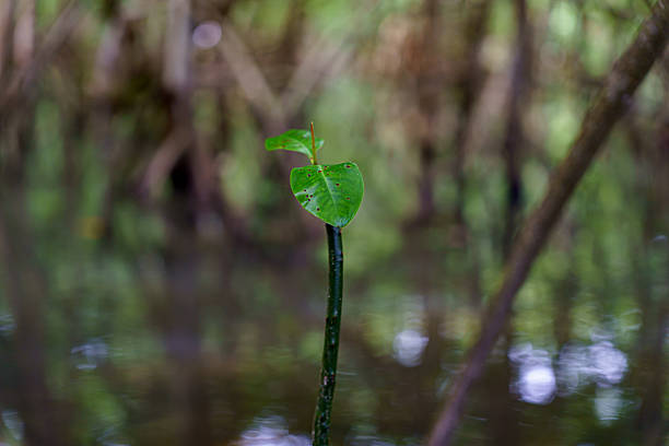mangrove tree roots that grow above sea water. Mangroves function as plants that are able to withstand