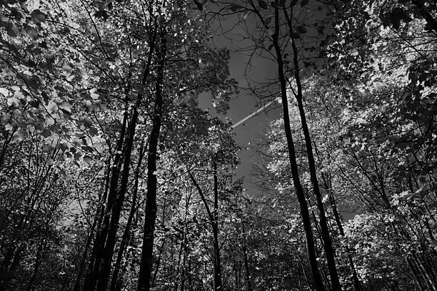 Black and white mezzotint looking up at trees