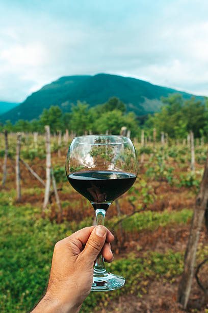 istock Hand Holding Red Wine Glass in Vineyard on a Summer Day 2240976566