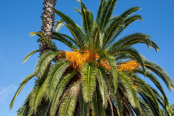 istock date palm against the sky 2240977135
