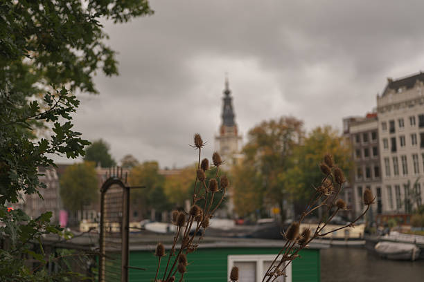 Thistle in front of a church in Amsterdam