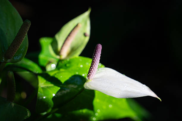 Close-up of a vibrant red Anthurium bloom with shiny green foliage