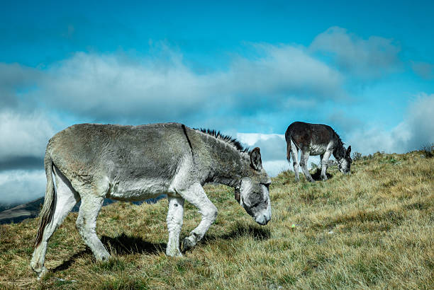 istock Donkeys in the field, in a mountainous area. 2240981116