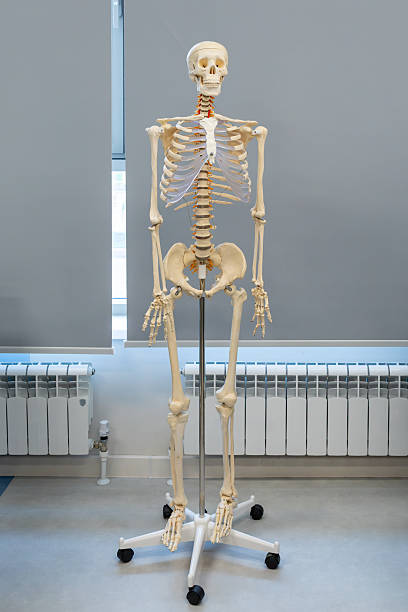 istock Human skeleton model in classroom setting. Educational anatomy display for biology or medical teaching. Real photo 2240981523