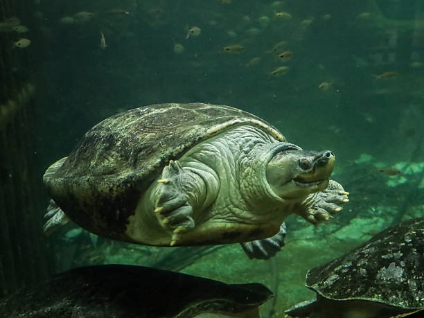 istock Chinese softshell turtle swimming in aquarium water. 2240982471