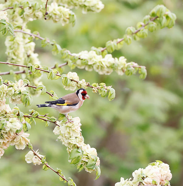 istock European Goldfinch (Carduelis carduelis) feeding on Elm Tree Seeds 2240982981
