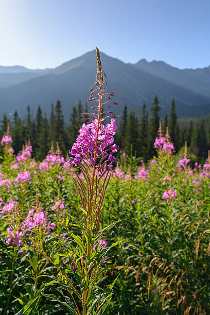 istock Blooming flower in the Tatra Mountains - Poland 2240984171