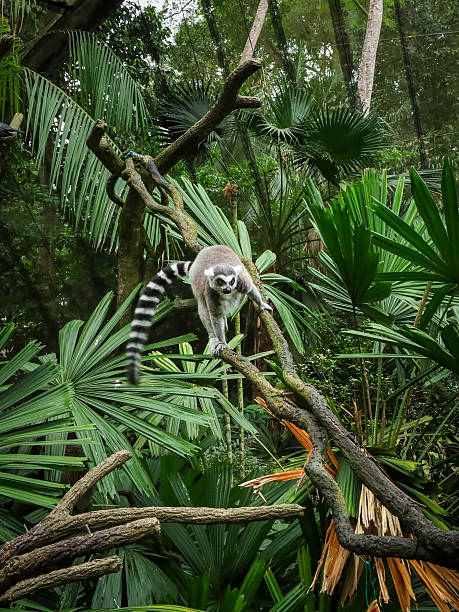A lemour sitting on a tree branch