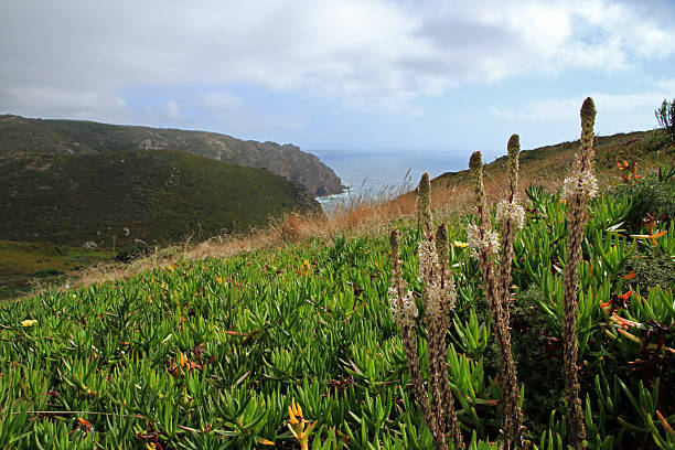 istock Flowers in Cabo da Roca area, Portugal 2240984914