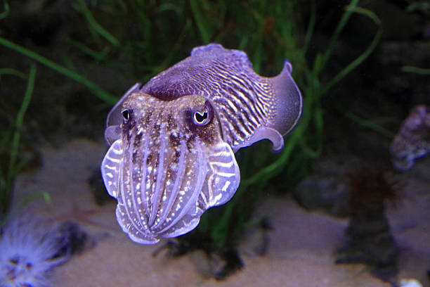 istock Cuttlefish, Aquarium, Lisbon, Portugal 2240985066