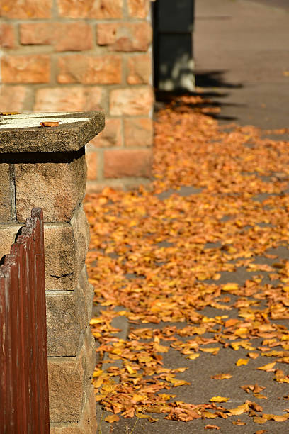 autumal painted leaves on a street in sun