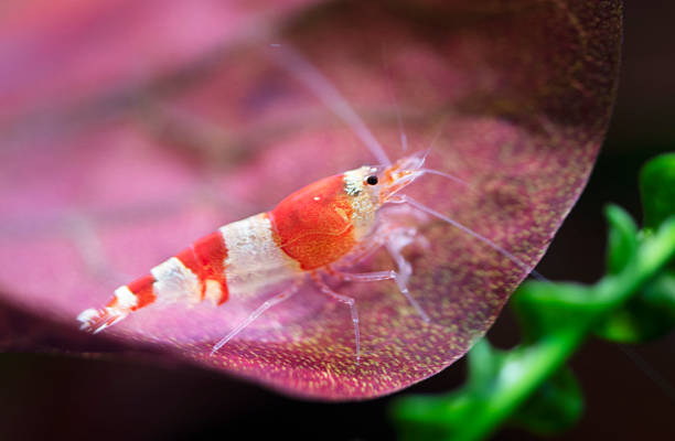 shrimp Caridina cantonensis in an aquarium background